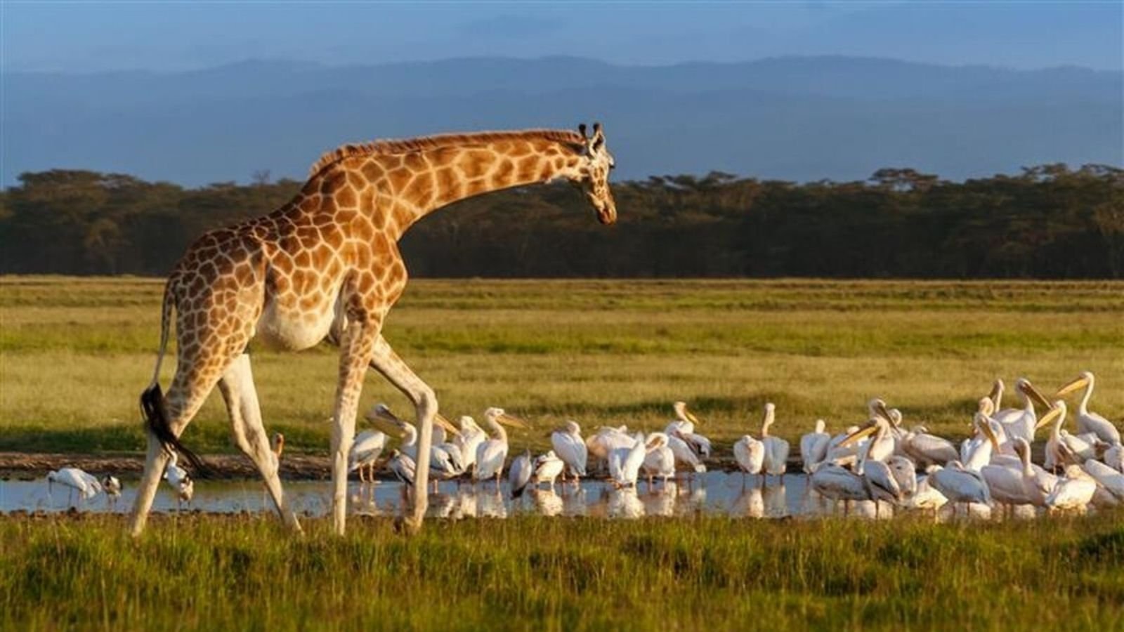 Kenya Büyük Rift Vadisi’ndeki Nakuru Gölü’nü gösteren UNESCO görseli