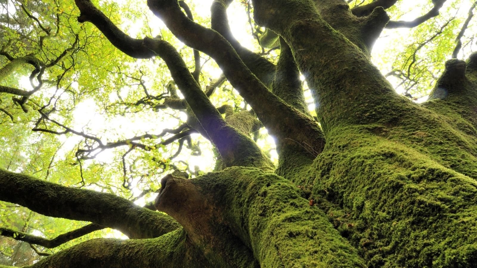 Brocéliande Ormanı’nda efsane rotalarıyla ilişkilendirilen göl, ağaçlık alan ve yürüyüş atmosferi