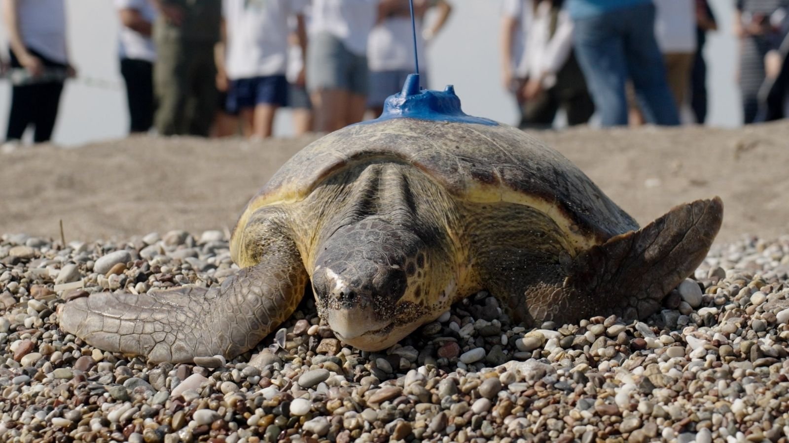 Antalya Kızılot kumsalında uydu takip cihazı takılan Caretta caretta