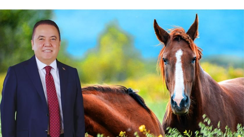 Antalya'da yılkı atları için doğaya saman desteği yapıldı