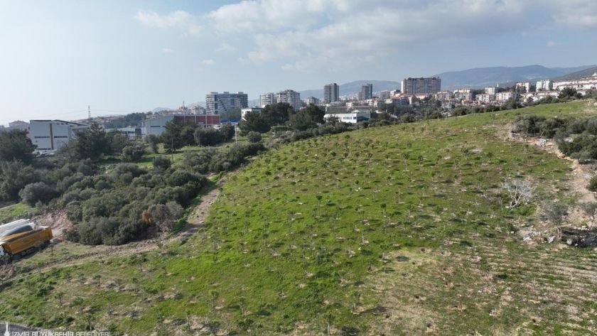 Yamanlar Dağı’nda yangından etkilenen ağaçlar yeniden yeşerdi