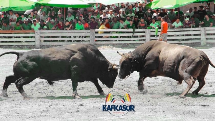 Kafkasör Festivali boğa güreşleriyle başlıyor